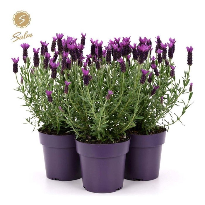 <h4>Lavandula Anouk</h4>