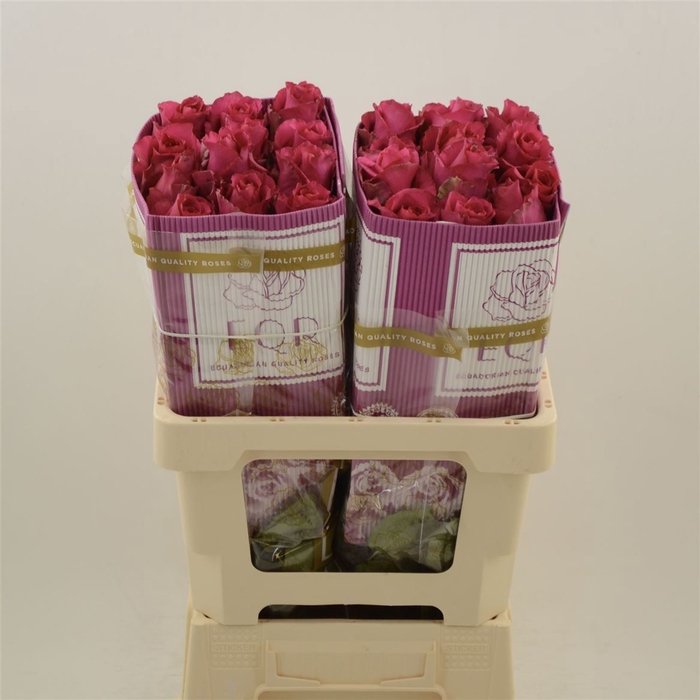 <h4>Rosa gr Magic Times</h4>