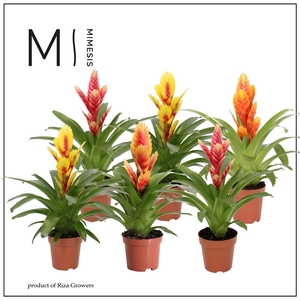 Mimesis Vriesea Cupcake - 12 cm