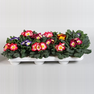 Primula Ac Op Kleur Bicolor
