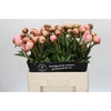Paeonia Albert Crousse