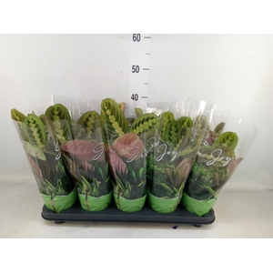 Maranta leuc. 'Fascinator'