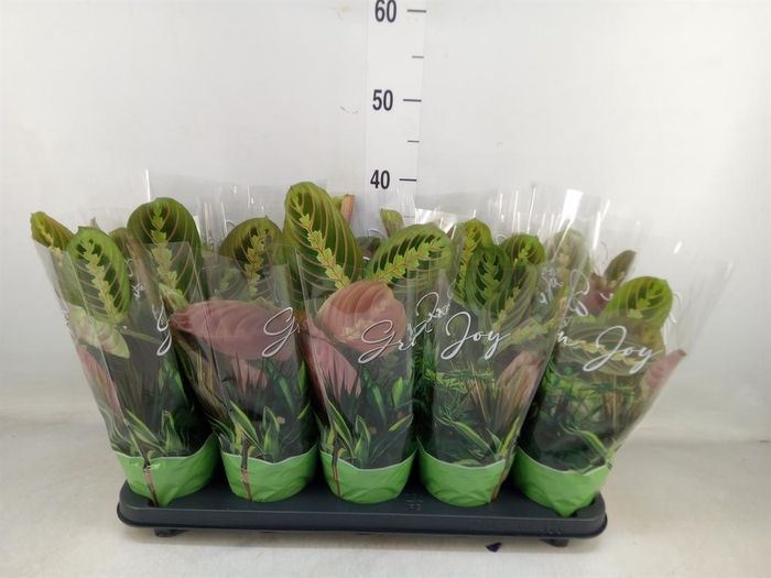 <h4>Maranta leuc. 'Fascinator'</h4>