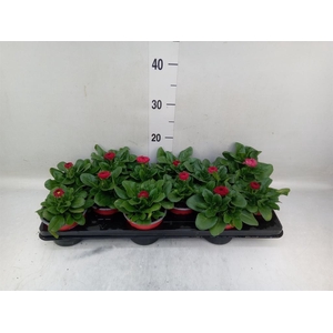 Bellis perennis 'Roggli Red'
