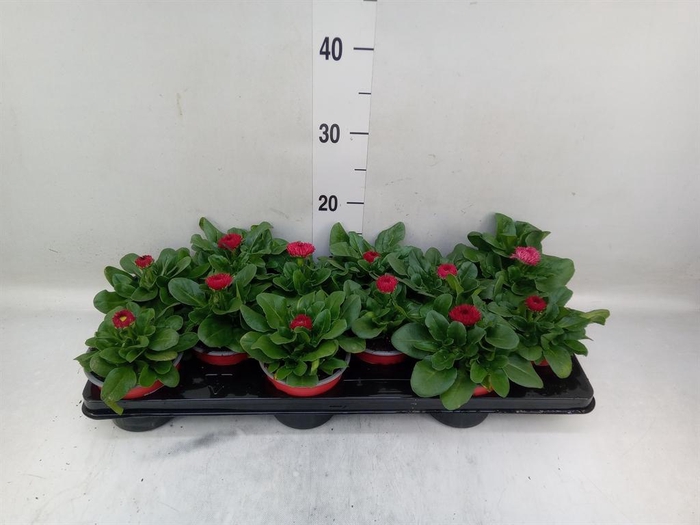 <h4>Bellis perennis 'Roggli Red'</h4>