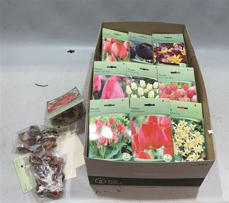 <h4>Bloembol Tulipa</h4>