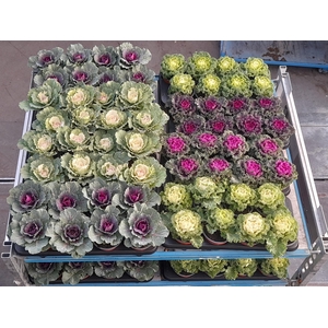 BRASSICA (SIERKOOL)