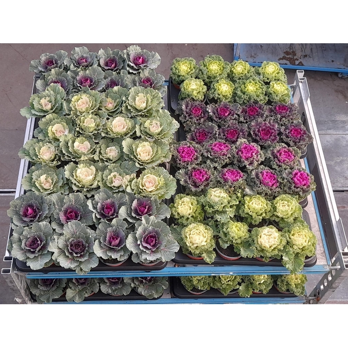 <h4>BRASSICA (SIERKOOL)</h4>