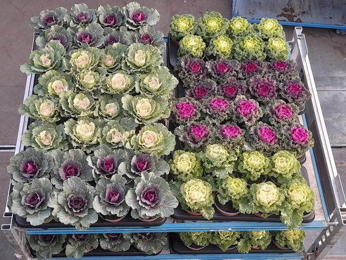 <h4>BRASSICA (SIERKOOL)</h4>