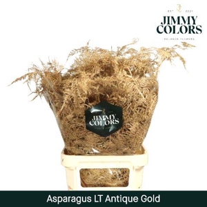 Aspa lang getopt Antique gold