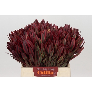 Leucadendron Jester
