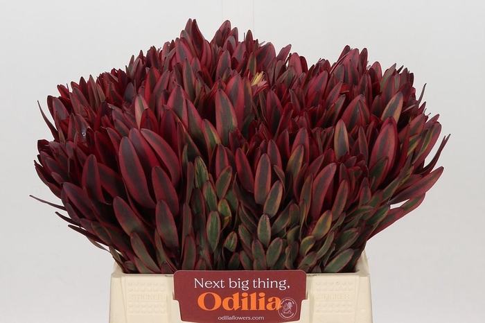 <h4>Leucadendron Jester</h4>