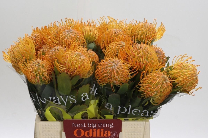 <h4>LEUCO SOLEIL*</h4>