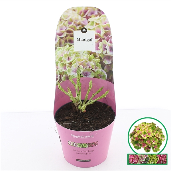 <h4>Hydrangea macr. Magical® 'Jewel'® Roze C2 (17cm.) Potcover</h4>