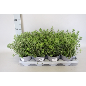 Kruiden I Origanum Majorana (Marjolein)