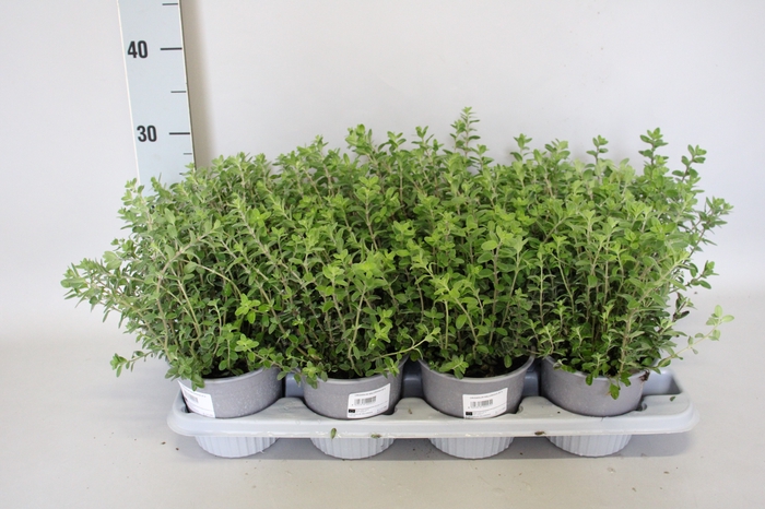 <h4>Kruiden I Origanum Majorana (Marjolein)</h4>