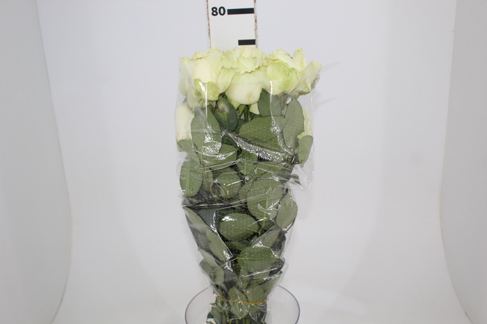 <h4>ROSA AVALANCHE 070 CM ESTUFA</h4>