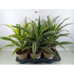 Dracaena   ...mix