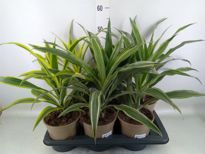 <h4>Dracaena ...mix</h4>