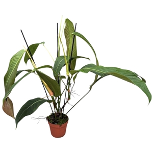 Philodendron Heterocraspedon
