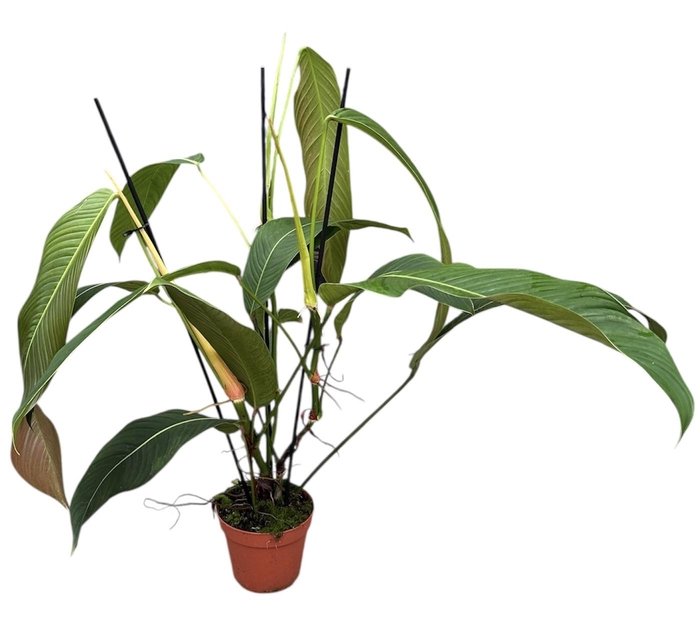 <h4>Philodendron Heterocraspedon</h4>
