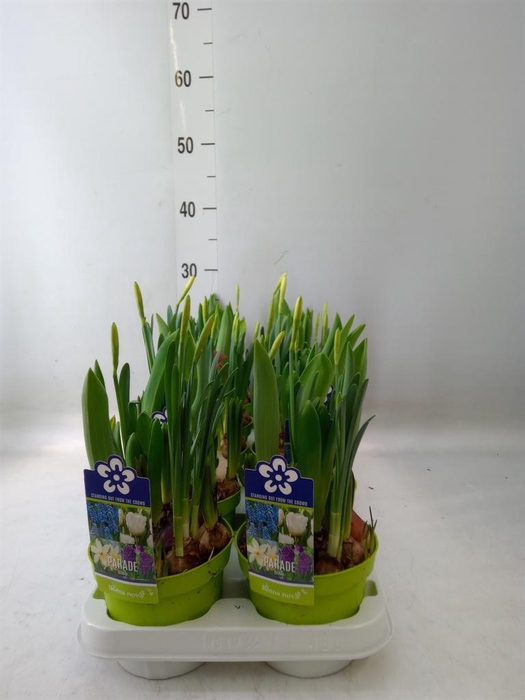 <h4>Bolbloemen   ...mix</h4>