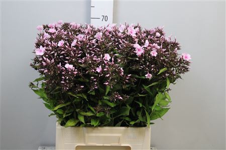 <h4>Phlox P Bri Eyes</h4>