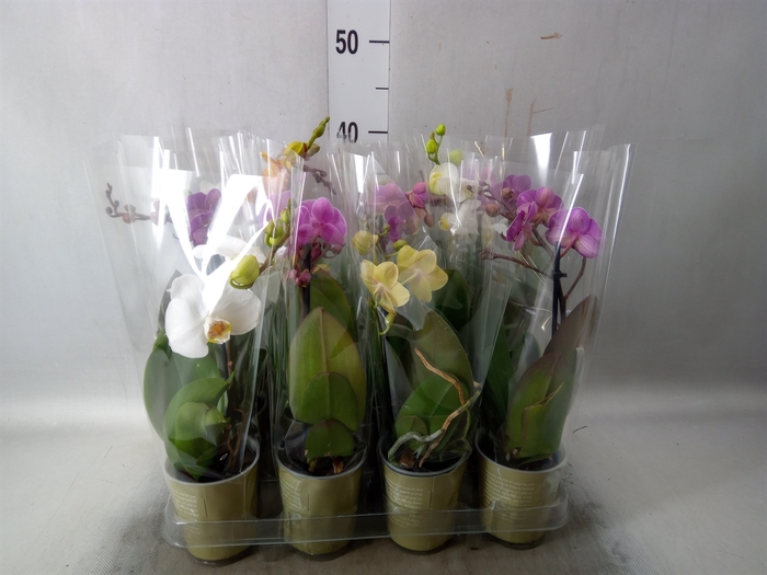 <h4>Phalaenopsis   ...mix</h4>