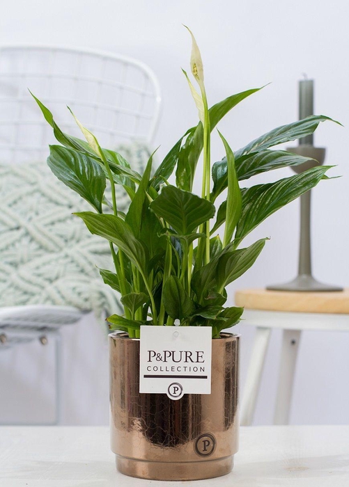 <h4>Spathiphyllum Korto in P&PURE Juliette ceramics goldbronze</h4>