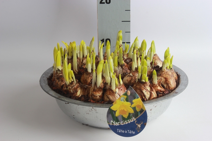 <h4>Arr N Tete A Tete</h4>