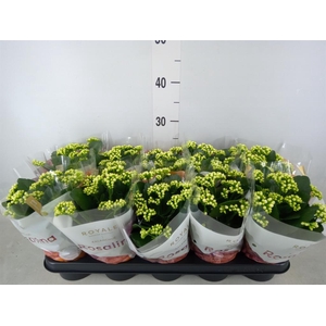 Kalanchoe blos. 'RosDon Dione'