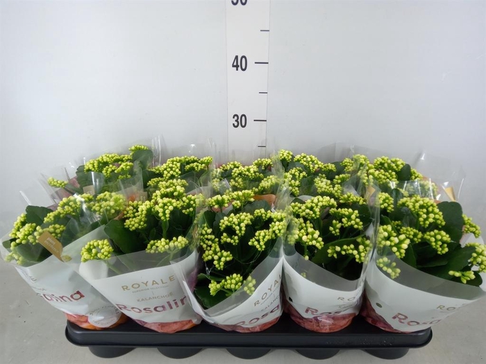 <h4>Kalanchoe blos. 'RosDon Dione'</h4>