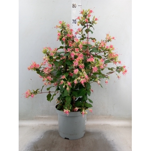 Fuchsia  'Walz Jubelteen'