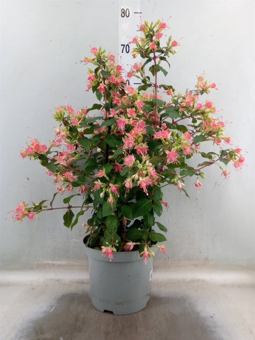 <h4>Fuchsia  'Walz Jubelteen'</h4>