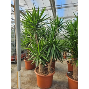 Yucca elephantipes 3+ armen