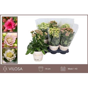 Kal Ov N 35cm Mix Excl.