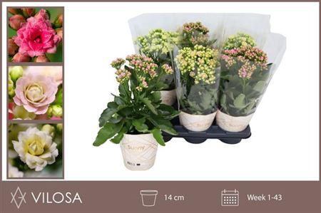 <h4>Kal Ov N 35cm Mix Excl.</h4>