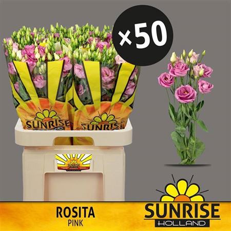 <h4>Eus G Rosita Rose Pink</h4>