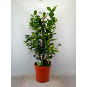 Ficus microcarpa 'Moclame'
