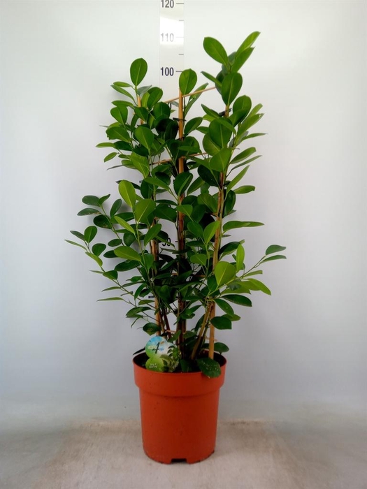 <h4>Ficus microcarpa 'Moclame'</h4>