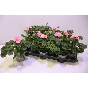 arr8 Pel Zon Montevideo