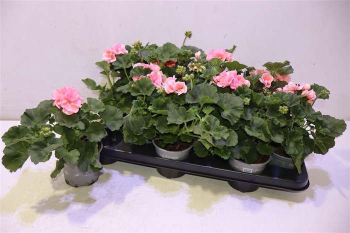 <h4>Pel Zon Montevideo</h4>