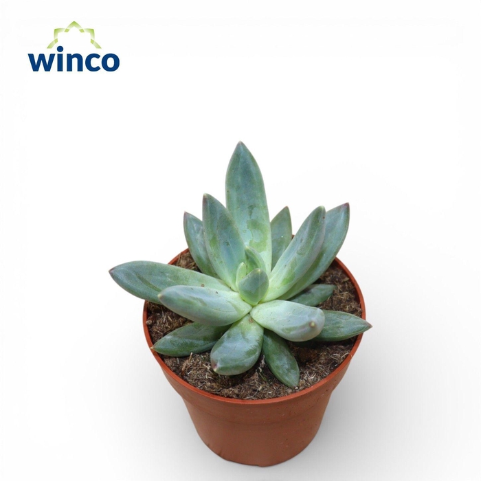 <h4>Echeveria Hookerii</h4>