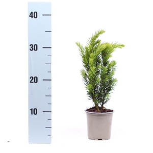 Taxus media 'Hillii'