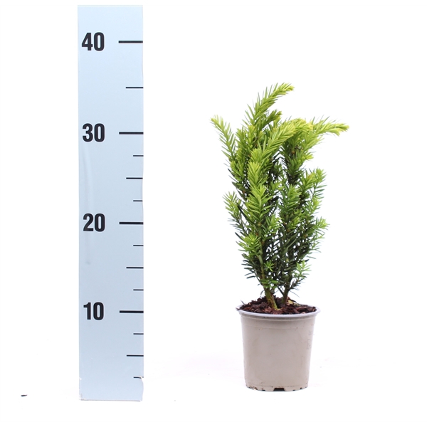 <h4>Taxus media 'Hillii'</h4>