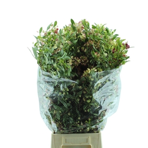 Dodonaea Viscosa
