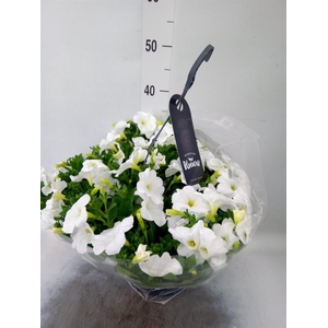 Petunia  'Surfinia'   ...