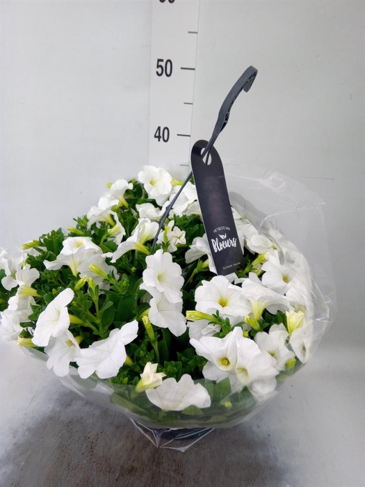 <h4>Petunia  'Surfinia'   ...</h4>