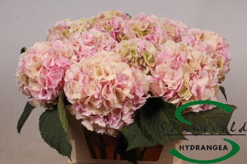 <h4>HYDR M CH VERENA CL</h4>