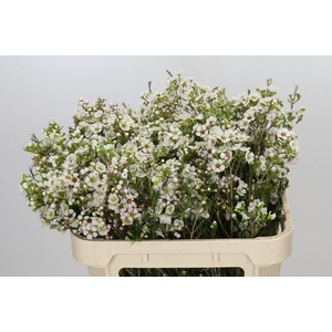Chamelaucium Janelle